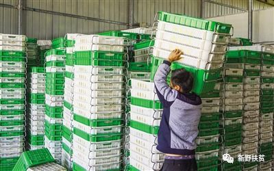 菜園子里種出幸?；?新野縣施庵鎮農產品蔬菜基地