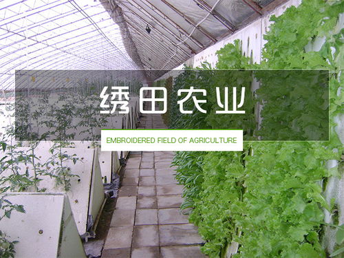 無土栽培設(shè)備價格 無土栽培 繡田農(nóng)業(yè)有口皆碑