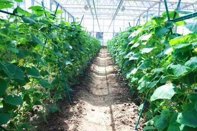 彩食鮮農(nóng)業(yè)合作基地獲中國良好農(nóng)業(yè)規(guī)范GAP一級(jí)認(rèn)證,樹立高標(biāo)準(zhǔn)基地標(biāo)桿