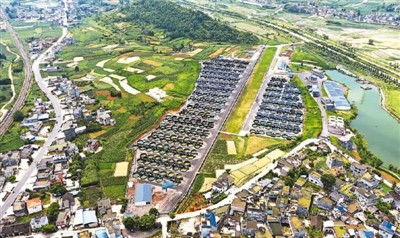 工廠化養殖的對蝦長啥樣