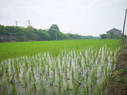 黨建引領社會化服務，八嶺山鎮催生農業發展新動能