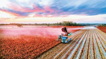 完整準(zhǔn)確貫徹新時(shí)代黨的治疆方略 以高質(zhì)量農(nóng)業(yè)開(kāi)發(fā)扎實(shí)推進(jìn)中國(guó)式現(xiàn)代化的新疆實(shí)踐