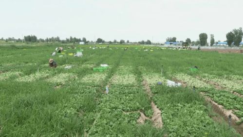 高臺(tái)現(xiàn)代農(nóng)業(yè) 科技賦能，產(chǎn)業(yè)興旺，譜寫(xiě)農(nóng)業(yè)開(kāi)發(fā)新篇章