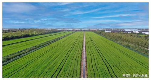 上海農(nóng)場(chǎng) 智慧農(nóng)業(yè)引領(lǐng)農(nóng)業(yè)開(kāi)發(fā)，發(fā)展之路越走越寬